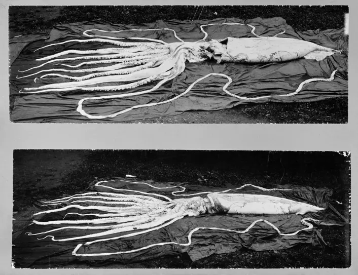 Dette er de to største kjempeblekksprutene som er funnet i Norge. Den ene er 10 og den andre 12 meter lang med armene. De ble funnet på Hemne i 1896. (Foto: NTNU Vitenskapsmuseet)