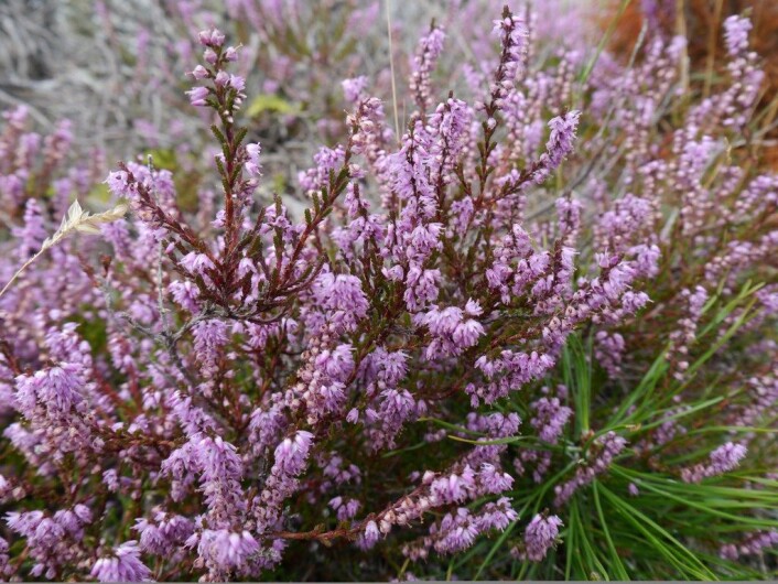 Røsslyng (Calluna vulgaris) er den dominerende og karakteristiske arten i kystlyngheiene. Røsslyngplanta produserer tusenvis av frø årlig som lagres i det øverste jordsmonnet i kystlyngheia i lang tid. (Foto: Marianne Mork) Røsslyng (Calluna vulgaris) er den dominerende og karakteristiske arten i kystlyngheiene. Røsslyngplanta produserer tusenvis av frø årlig som lagres i det øverste jordsmonnet i kystlyngheia i lang tid. (Foto: Marianne Mork)
