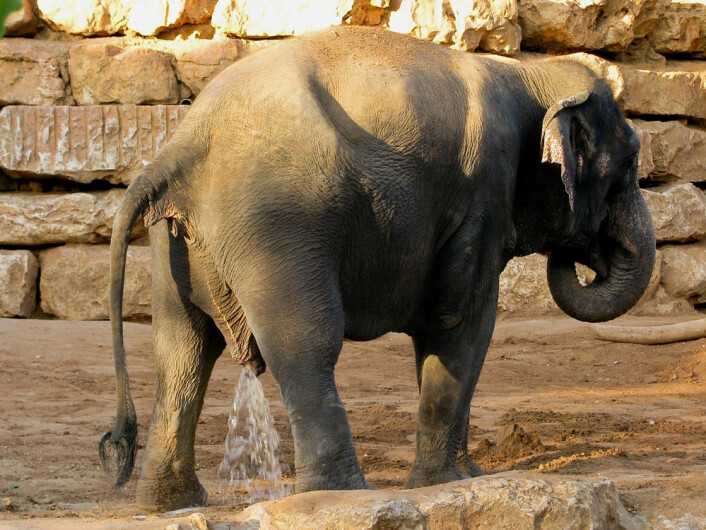 Opptil 18 liter urin skal ut når elefanten tisser. Likevel tar det omtrent like lang tid som når vi eller katten må på do. (Foto: Flavio, tilgjengeliggjort av Wikimedia Commons)