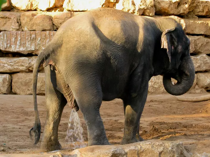 Opptil 18 liter urin skal ut når elefanten tisser. Likevel tar det omtrent like lang tid som når vi eller katten må på do. (Foto: Flavio, tilgjengeliggjort av Wikimedia Commons)