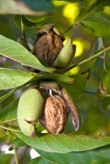 Valnøtter i vekst på treet. (Foto: California Walnut Commission) Valnøtter i vekst på treet. (Foto: California Walnut Commission)