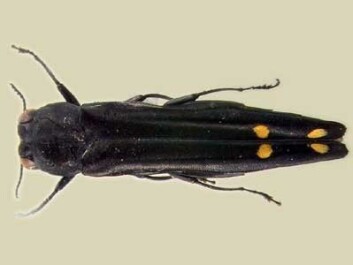 "Praktbillen Agrilus odegaardi (12 mm) er kun kjent i et eksemplar. Individet ble fanget fra ei bygningskran i Panama 24. mai 2004. Billen befant seg 20 meter over bakken. Arten er oppkalt etter finneren, Frode Ødegaard ved NINA. Foto: Gianfranco Curletti." "Praktbillen Agrilus odegaardi (12 mm) er kun kjent i et eksemplar. Individet ble fanget fra ei bygningskran i Panama 24. mai 2004. Billen befant seg 20 meter over bakken. Arten er oppkalt etter finneren, Frode Ødegaard ved NINA. Foto: Gianfranco Curletti."