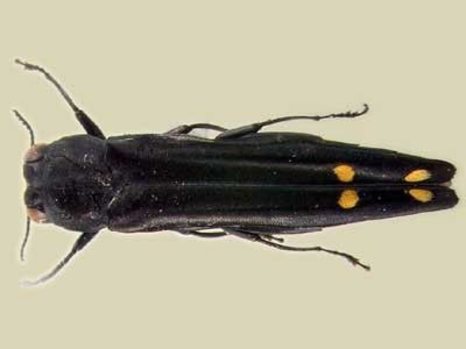 'Praktbillen Agrilus odegaardi (12 mm) er kun kjent i et eksemplar. Individet ble fanget fra ei bygningskran i Panama 24. mai 2004. Billen befant seg 20 meter over bakken. Arten er oppkalt etter finneren, Frode Ødegaard ved NINA. Foto: Gianfranco Curletti.'