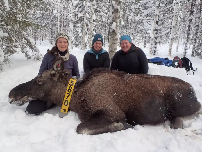HINN-forskerne Alina Evans, Alexandra Thiel og Anne Randi Græsli ved en bedøvet elg som deltok i prosjektet.