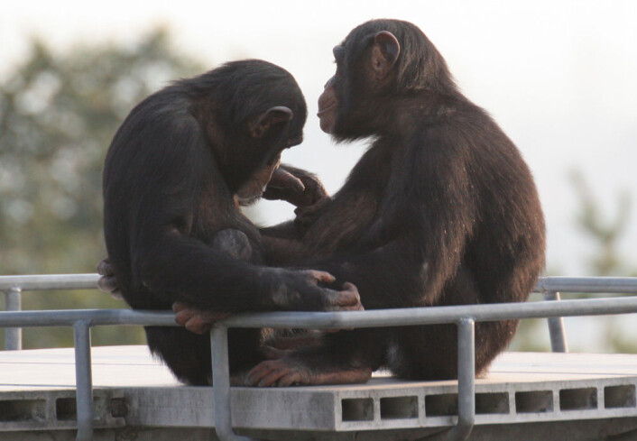 Hjernen til sjimpanser utvikler seg lenge etter fødselen, som hos menneskebarn. Men mennesker har en spesielt raskt vekst like etter fødselen, viser ny forskning fra Primate Research Institute, Kyoto University i Japan. (Foto: Etsuko Nogami, Primate Research Institute, Kyoto University) Hjernen til sjimpanser utvikler seg lenge etter fødselen, som hos menneskebarn. Men mennesker har en spesielt raskt vekst like etter fødselen, viser ny forskning fra Primate Research Institute, Kyoto University i Japan. (Foto: Etsuko Nogami, Primate Research Institute, Kyoto University)