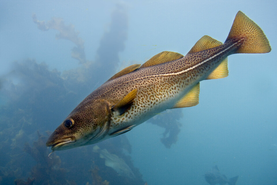 Delvis vern av fisk førte til økning i tetthet og størrelse av torsk. (Foto: Øystein Paulsen, Havforskningsinstituttet)