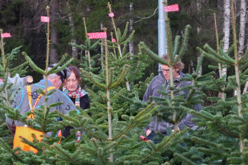 Kvart år produseras nærare ein million juletre i Noreg. (Foto: Ragnar Våga Pedersen) Kvart år produseras nærare ein million juletre i Noreg. (Foto: Ragnar Våga Pedersen)