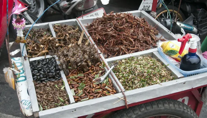 Fra marked i Bangkok. Forskere jobber med finne måter insekter kan bli en del av kosten også her i Norden. Fra marked i Bangkok. Forskere jobber med finne måter insekter kan bli en del av kosten også her i Norden.
