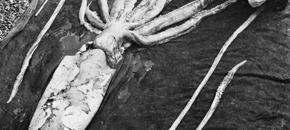 En kjempeblekksprut funnet i Ranheim i 1954. NTNU Vitenskapsmuseet