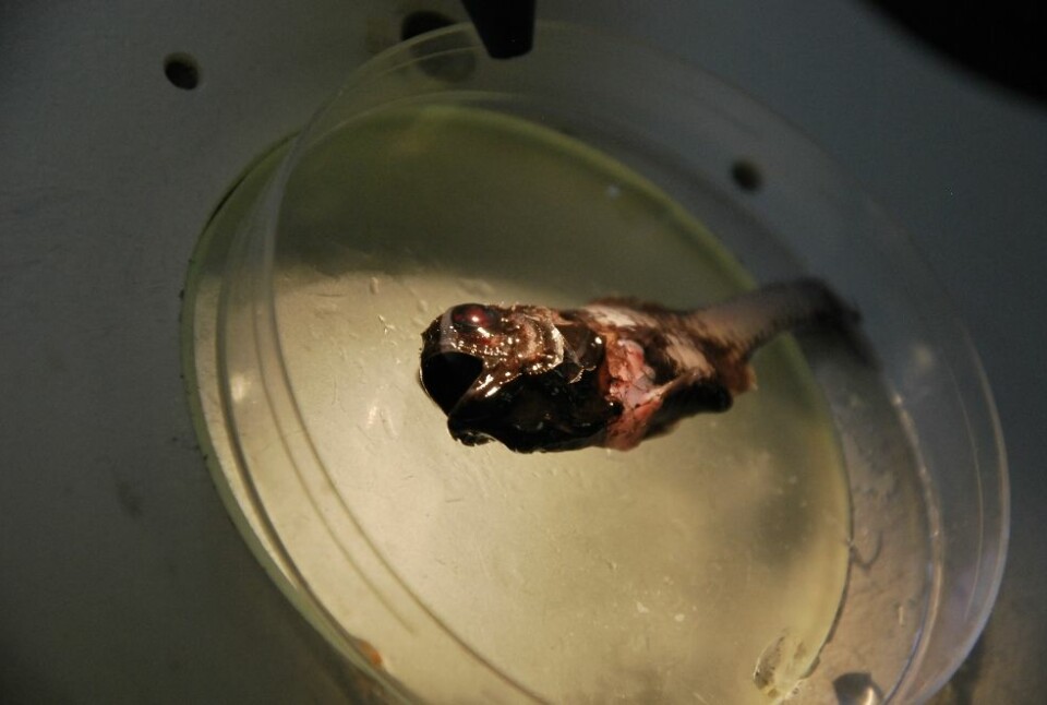 Dette var en ny krabat for forskerne på G. O. Sars, som har arbeidet lite i Irmingerhavet. Familien denne fisken kommer antagelig fra har ikke noe norsk navn, men heter kogleskælsfisk på dansk. (Foto: Hanne Østli Jakobsen)