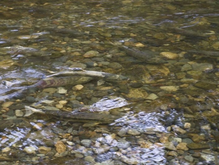 - Vi fant at laksesmolt anno 2014 svømmer fra oppvekstelva og ut i havet ca. 12 dager tidligere enn laksesmolt anno 1961 gjorde, sier forsker Jan Henning L'Abée-Lund i NVE. (Foto: Microstock, pr2is) - Vi fant at laksesmolt anno 2014 svømmer fra oppvekstelva og ut i havet ca. 12 dager tidligere enn laksesmolt anno 1961 gjorde, sier forsker Jan Henning L'Abée-Lund i NVE. (Foto: Microstock, pr2is)