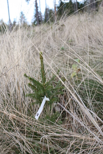 Etter hogst plantes hogstfeltet til med små granplanter. Hvordan tilveksten blir avhenger av lokale vokseforhold og næringstilgang. (Foto: Kjersti Holt Hanssen / Skog og landskap) Etter hogst plantes hogstfeltet til med små granplanter. Hvordan tilveksten blir avhenger av lokale vokseforhold og næringstilgang. (Foto: Kjersti Holt Hanssen / Skog og landskap)