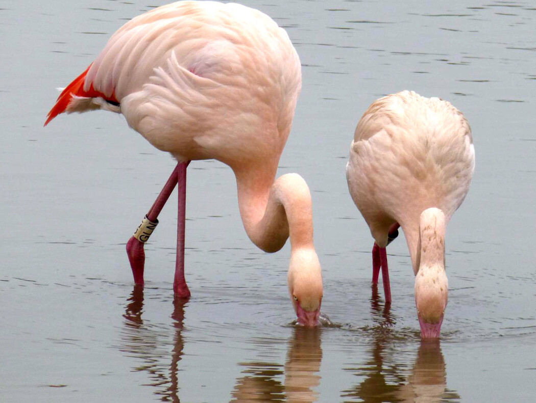Flamingo-venner henger sammen, under en hals-lengde fra hverandre. Flamingo-venner henger sammen, under en hals-lengde fra hverandre.