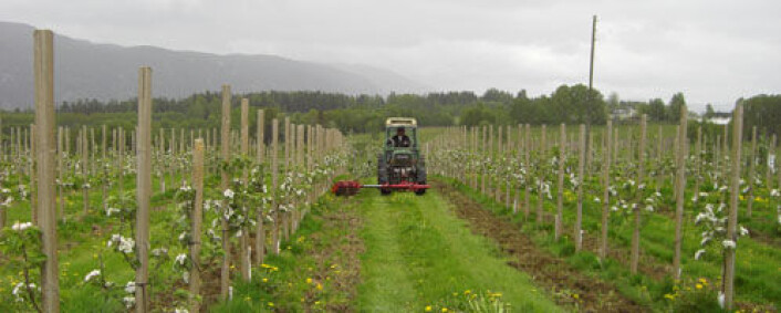 Harving av jorda langs trerekkene har gitt lovende resultater. (Foto: Bioforsk) Harving av jorda langs trerekkene har gitt lovende resultater. (Foto: Bioforsk)