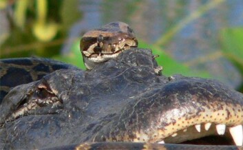 Burmesisk pyton omkveilet rundt en alligator i Everglades nasjonalpark i Florida. (Foto: U.S. Geological Survey/Lori Oberhofer/National Park Service) Burmesisk pyton omkveilet rundt en alligator i Everglades nasjonalpark i Florida. (Foto: U.S. Geological Survey/Lori Oberhofer/National Park Service)