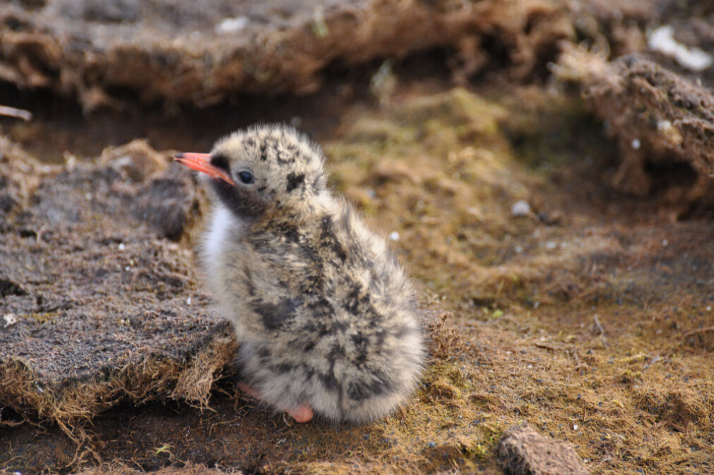 Rødnebbterne-ungene blir flygedyktige i en alder av tre til fire uker. Når høsten kommer forlater de Svalbard, retning Antarktis, sammen med resten av flokken. Rødnebbterne-ungene blir flygedyktige i en alder av tre til fire uker. Når høsten kommer forlater de Svalbard, retning Antarktis, sammen med resten av flokken.