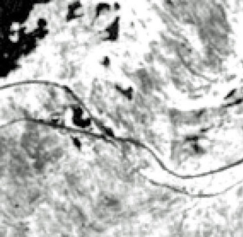 Slik ser satelittbildet ut når det lastes ned. Flere bilder settes sammen til et fargebilde slik at forskerne kan tolke dem. De helt svarte feltene er vann. Jo mørkere flekker desto mindre levende vegetasjon. Vi ser Vassiaure til venstre og E-10 og jernbanen mellom Narvik og Kiruna slynge seg over bildet. (Foto: Framsenteret) Slik ser satelittbildet ut når det lastes ned. Flere bilder settes sammen til et fargebilde slik at forskerne kan tolke dem. De helt svarte feltene er vann. Jo mørkere flekker desto mindre levende vegetasjon. Vi ser Vassiaure til venstre og E-10 og jernbanen mellom Narvik og Kiruna slynge seg over bildet. (Foto: Framsenteret)