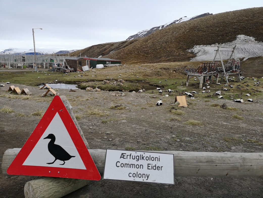 Ærfugler hekker ved hundegården i Longyearbyen. Støyen derfra gir en mulig beskyttelse mot andre rovdyr. Longyearbyen Ornitologiske forening har bygd tak til beskyttelse mot rovfugl, over reirene til ærfuglene. Ærfugler hekker ved hundegården i Longyearbyen. Støyen derfra gir en mulig beskyttelse mot andre rovdyr. Longyearbyen Ornitologiske forening har bygd tak til beskyttelse mot rovfugl, over reirene til ærfuglene.