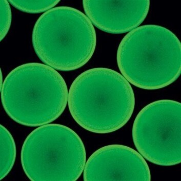 "Alginatet er fluorescensmerket (grønn farge). En kapsel er 500 mikrometer i diameter. Foto: Yrr Mørch." "Alginatet er fluorescensmerket (grønn farge). En kapsel er 500 mikrometer i diameter. Foto: Yrr Mørch."