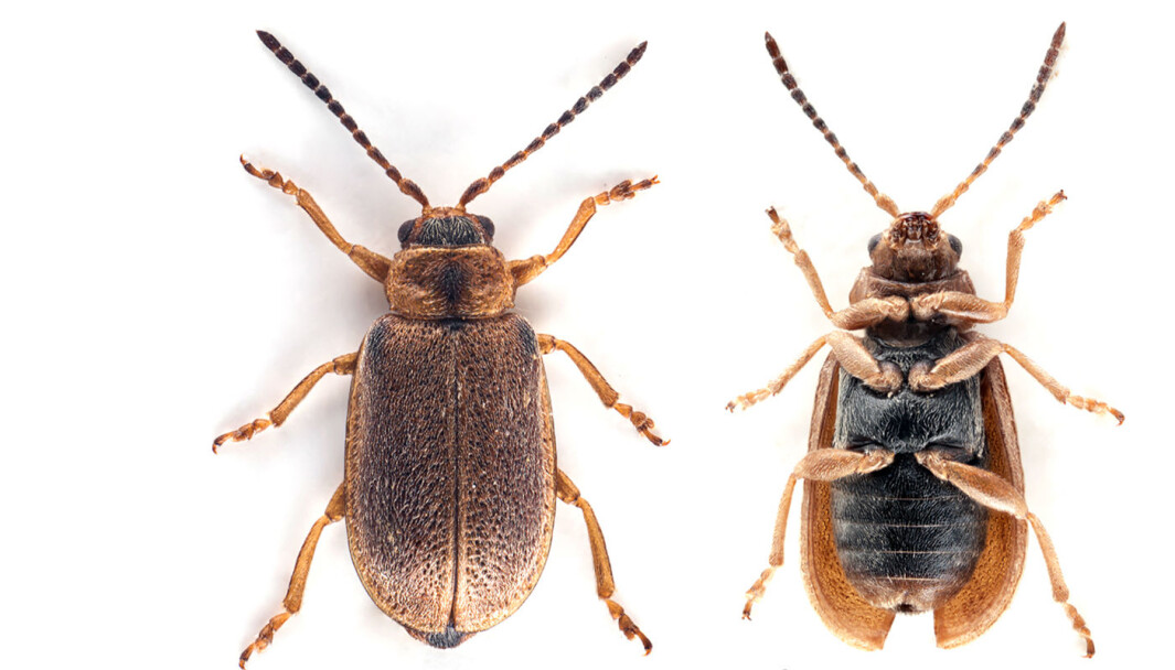 Beetle X, which was eventually incorporated into the world's biodiversity register. Beetle X, which was eventually incorporated into the world's biodiversity register.