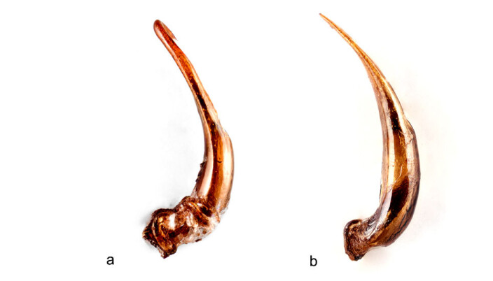 Blunt or pointed? Nature is smart: The purpose of the difference is to prevent related species from mating with each other. Blunt or pointed? Nature is smart: The purpose of the difference is to prevent related species from mating with each other.