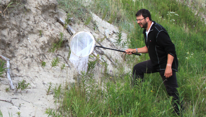 Being a bug researcher can require the patience of a saint. What kind of plant does this possible new species thrive best on? Being a bug researcher can require the patience of a saint. What kind of plant does this possible new species thrive best on?