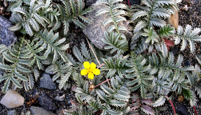 Silverweed (Potentilla anserina) – the plant that proved to be the host plant for the new species of beetle. Silverweed (Potentilla anserina) – the plant that proved to be the host plant for the new species of beetle.