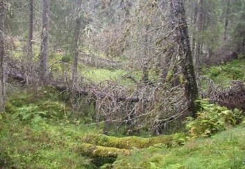 Regnskog i Nord-Trøndelag. Foto: Håkon Holien Regnskog i Nord-Trøndelag. Foto: Håkon Holien