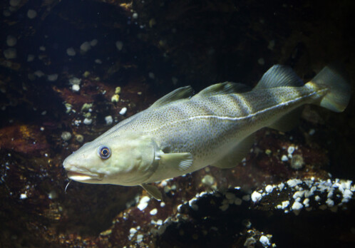 Traces of skin lotion found in Atlantic cod
