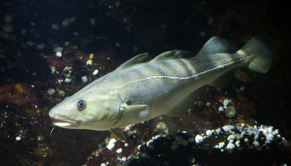 Traces of skin lotion found in Atlantic cod