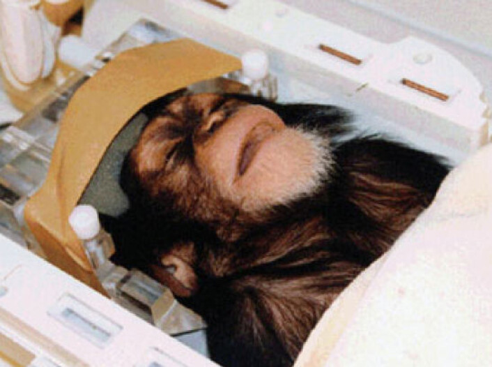 En av de halvt år gamle sjimpanseungene i fMRI-scanneren. De ble bedøvet før undersøkelsen. (Foto: ©Primate Research Institute, Kyoto University, Japan) En av de halvt år gamle sjimpanseungene i fMRI-scanneren. De ble bedøvet før undersøkelsen. (Foto: ©Primate Research Institute, Kyoto University, Japan)