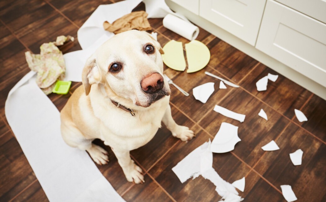Når hunden er blitt ungdom, opplever en del hundeeiere at søtnosen ikke er så lydig lenger. Når hunden er blitt ungdom, opplever en del hundeeiere at søtnosen ikke er så lydig lenger.