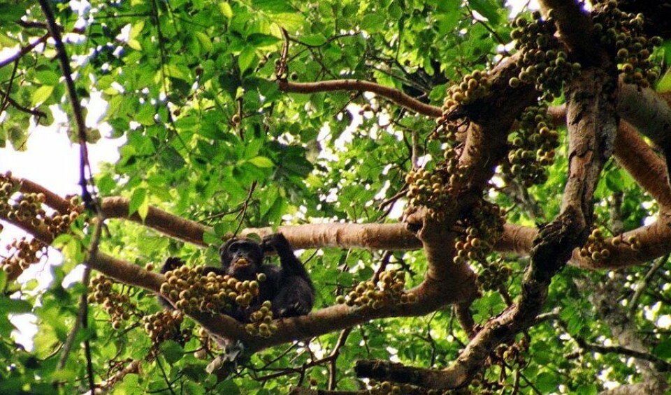 Sjimpanser og andre store aper spiser frukt, og sprer frøene via avføringen. Så når apene forsvinner, blant annet på grunn av jakt, er trærne også i fare. (Foto: Drrobert/Wikimedia Creative Commons)