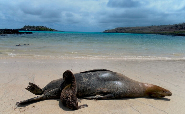 Sjøløver på Galapagos. (Foto: ZSL / Paddy Brock Sjøløver på Galapagos. (Foto: ZSL / Paddy Brock