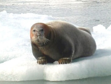 Storkobbe fotografert på Svalbard. (Foto: WikimediaCommons / Mikesegeln. Lisens CC BY-SA 3.0) Storkobbe fotografert på Svalbard. (Foto: WikimediaCommons / Mikesegeln. Lisens CC BY-SA 3.0)