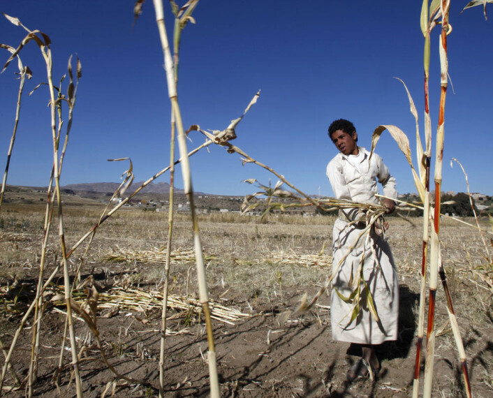 En landbruker høster fôr til dyra på en åker i nærheten av Sanaa i Jemen. Landet har slitt med stadig tørrere klima magre avlinger. (Foto: Khaled Abdullah, Reuters) En landbruker høster fôr til dyra på en åker i nærheten av Sanaa i Jemen. Landet har slitt med stadig tørrere klima magre avlinger. (Foto: Khaled Abdullah, Reuters)