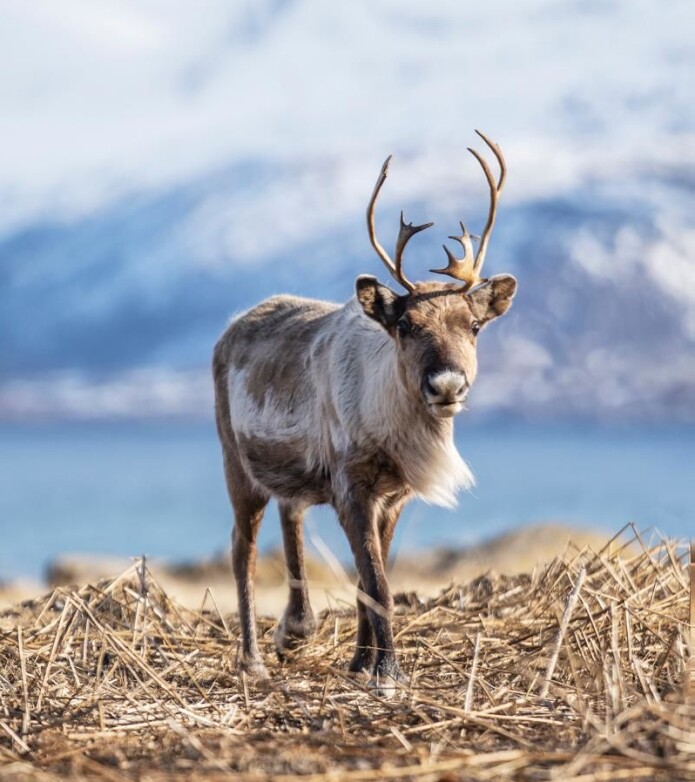 I år har myndighetene bidratt med foring av rein på grunn av de store snømengdene. I år har myndighetene bidratt med foring av rein på grunn av de store snømengdene.