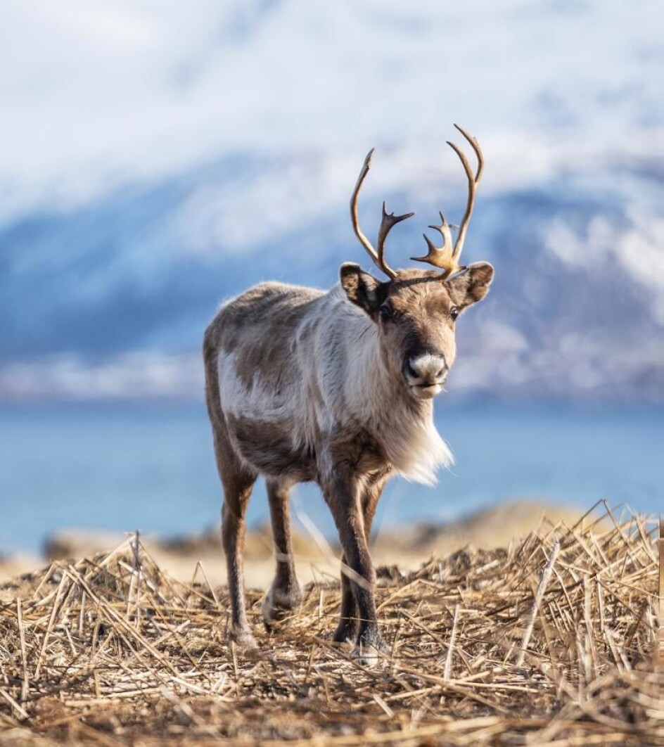 I år har myndighetene bidratt med foring av rein på grunn av de store snømengdene.