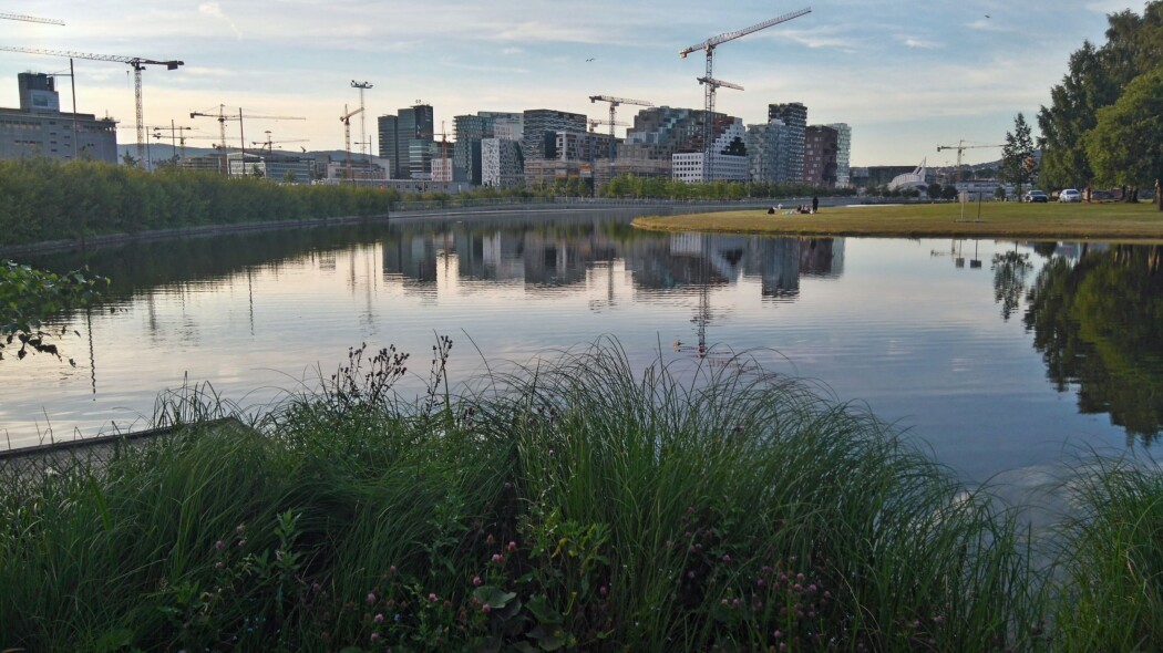 Ikke bare til pynt: Selv i grunne vannspeil midt i byen, som her i Middelalderparken i Oslo, kan det legges til rette for et yrende biologisk mangfold. Ikke bare til pynt: Selv i grunne vannspeil midt i byen, som her i Middelalderparken i Oslo, kan det legges til rette for et yrende biologisk mangfold.
