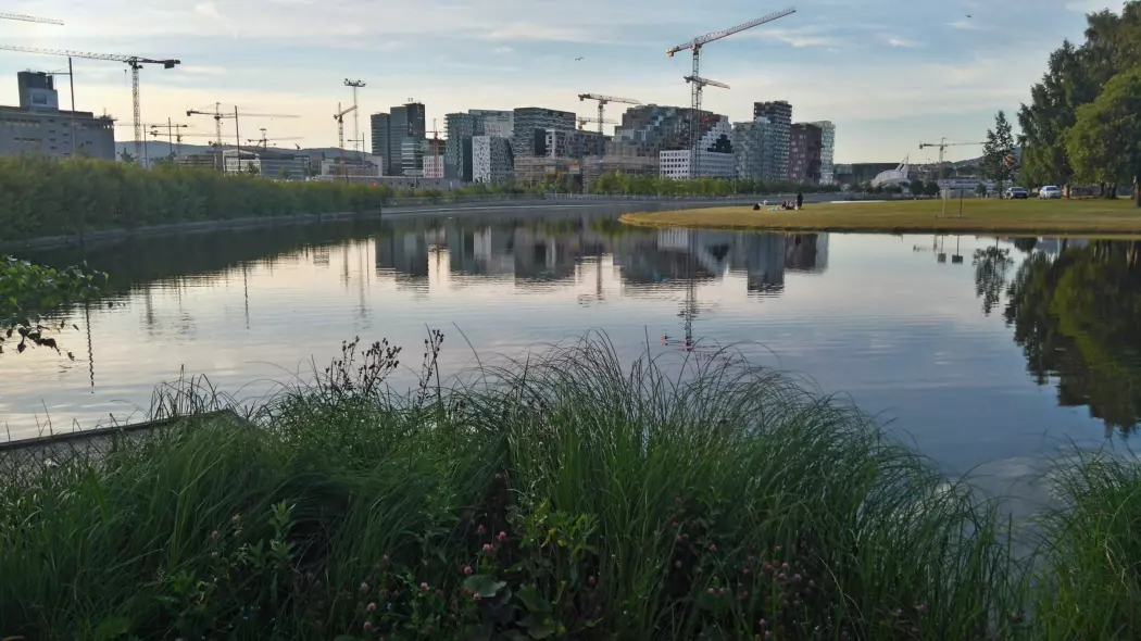 Ikke bare til pynt: Selv i grunne vannspeil midt i byen, som her i Middelalderparken i Oslo, kan det legges til rette for et yrende biologisk mangfold.