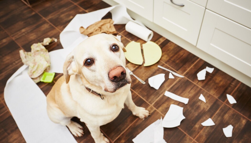 Når hunden er blitt ungdom, kan hundeeiere merke at den søte hvalpen ikke er så lydig lenger. Når hunden er blitt ungdom, kan hundeeiere merke at den søte hvalpen ikke er så lydig lenger.
