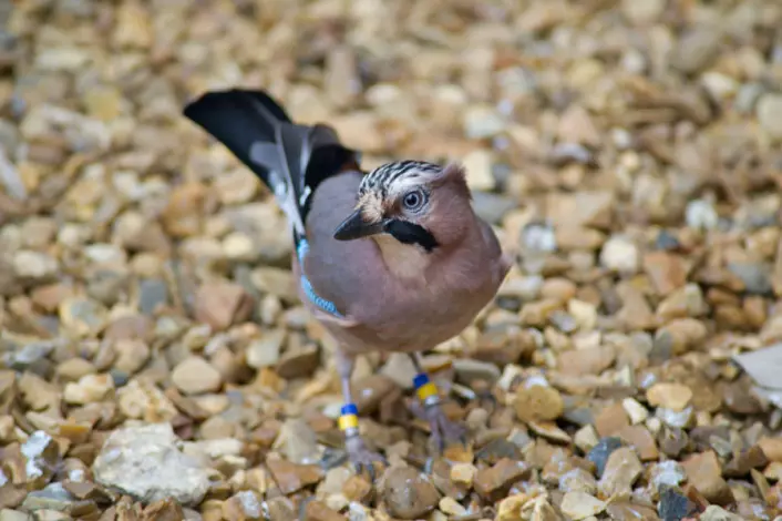Nøtteskriker er i likhet med andre kråkefugler smarte. De kan planlegge neste dags lønjs, viser forskning ved prestisjetunge Cambridge University. (Foto: Julia Leijola)