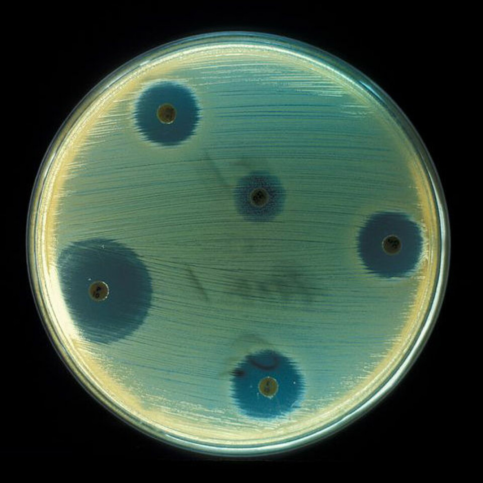 Bildet visor en test av antibiotika på rule stafylokokker, Staphylococcus aureus. Antibiotiske stoffer siver ut fra fem små disker. Derfor vokser det ikke bakterier i områdene rundt diskene. (Foto: CDC, Don Stalons/ Wikimedia Commons)