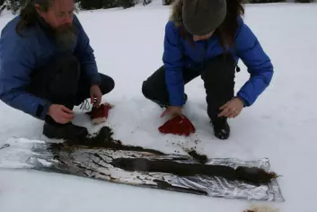 Forskerne henter bunnprøver fra en innsjø i Trøndelag. (Foto: Science/AAAS)