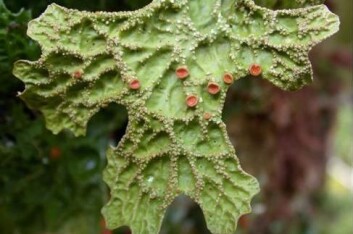 Lungenever (Lobaria pulmonaria). (Foto: (Foto Håkon Holien)) Lungenever (Lobaria pulmonaria). (Foto: (Foto Håkon Holien))