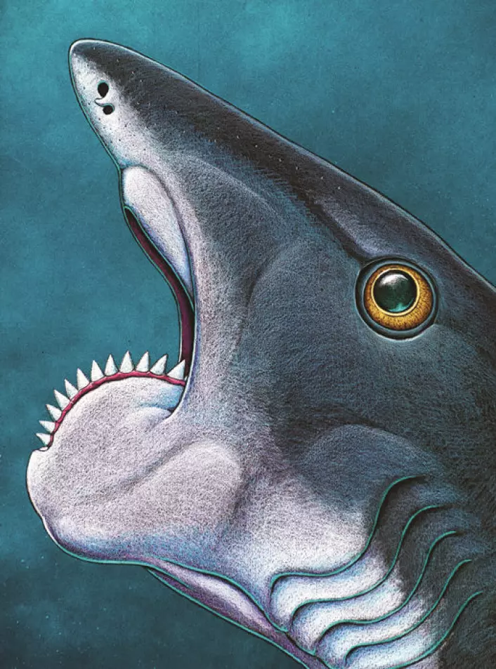 Helicoprion, en bruskfisk som døde ut for cirka 200 millioner år siden, hadde tenner som mest av alt lignet på et sagblad fra en sirkelsag. (Foto: (Illustrasjon: Ray Troll))