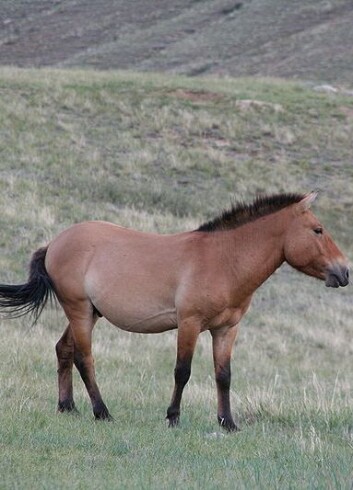 Przewalski-hesten, som primært lever på steppene i Mongolia, er antagelig den nålevende rasen som har mest til felles med de opprinnelige villhestene. (Foto: Wikimedia commons) Przewalski-hesten, som primært lever på steppene i Mongolia, er antagelig den nålevende rasen som har mest til felles med de opprinnelige villhestene. (Foto: Wikimedia commons)