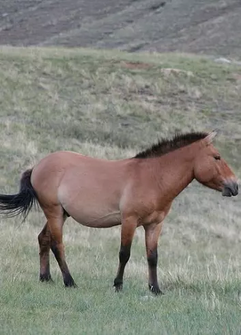 Przewalski-hesten, som primært lever på steppene i Mongolia, er antagelig den nålevende rasen som har mest til felles med de opprinnelige villhestene. (Foto: Wikimedia commons)