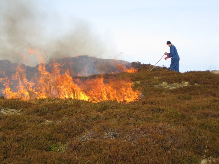 Kontrollert lyngbrenning på kysten av Vestlandet. (Foto: Liv Guri Velle) Kontrollert lyngbrenning på kysten av Vestlandet. (Foto: Liv Guri Velle)