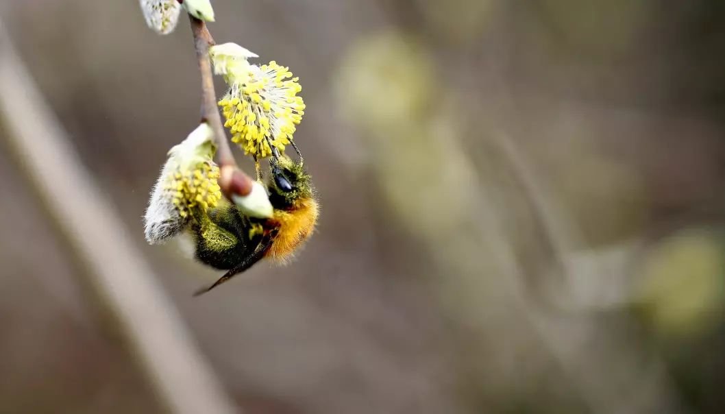 Bien er en av menneskenes beste venner. Uten deres pollinerende evner vil mye av matproduksjonen være tapt.